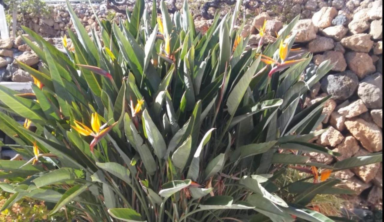 La Casita Ma Petite Folie Tenerife Σάντα Κρουζ Τενερίφης Εξωτερικό φωτογραφία