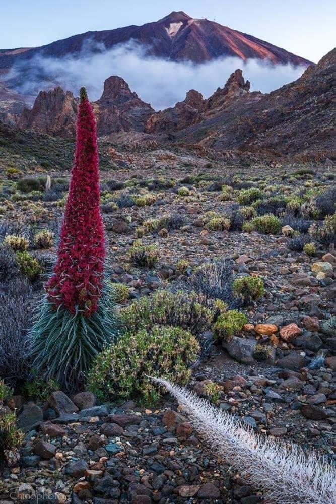 La Casita Ma Petite Folie Tenerife Σάντα Κρουζ Τενερίφης Εξωτερικό φωτογραφία